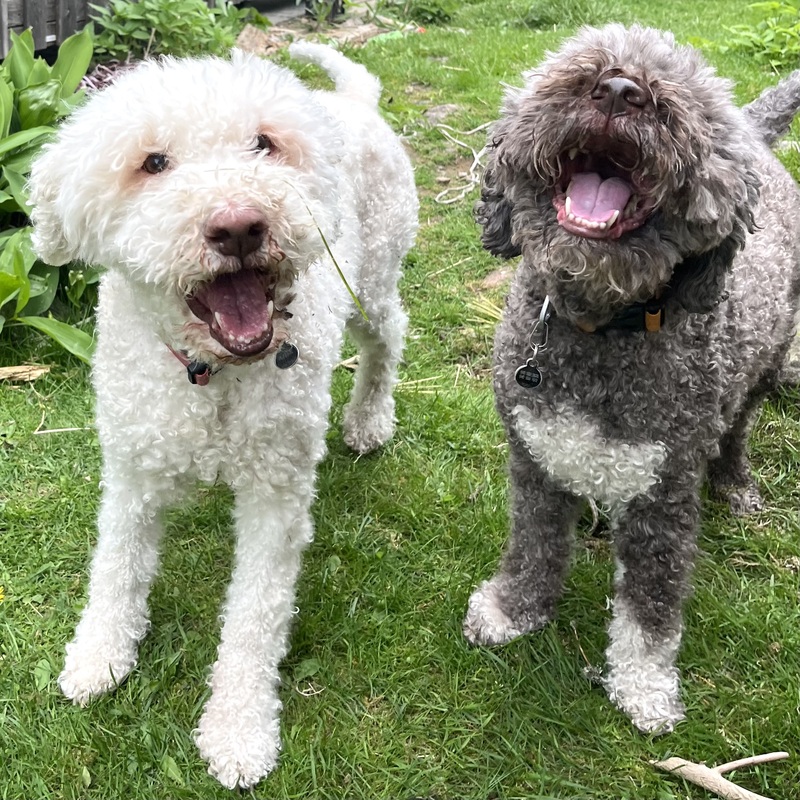 Terapiakoirat Aida ja Utu.