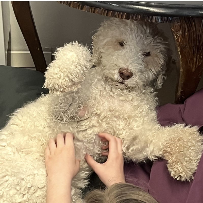 Aida  on huomionkipeä ja kerjää rapsutuksia.